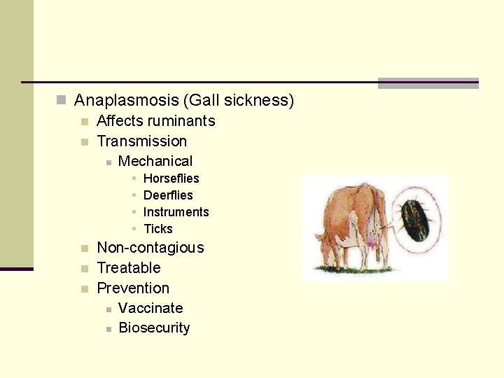 n Anaplasmosis (Gall sickness) n Affects ruminants n Transmission n Mechanical § § n
