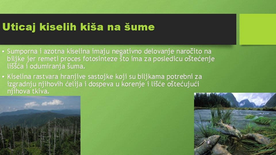 Uticaj kiselih kiša na šume • Sumporna i azotna kiselina imaju negativno delovanje naročito