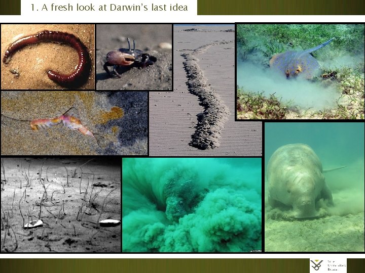 Do burrowing organisms influence carbon processing on a