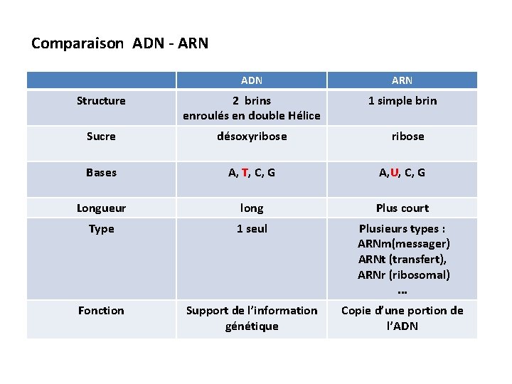 Comparaison ADN - ARN ADN ARN Structure 2 brins enroulés en double Hélice 1