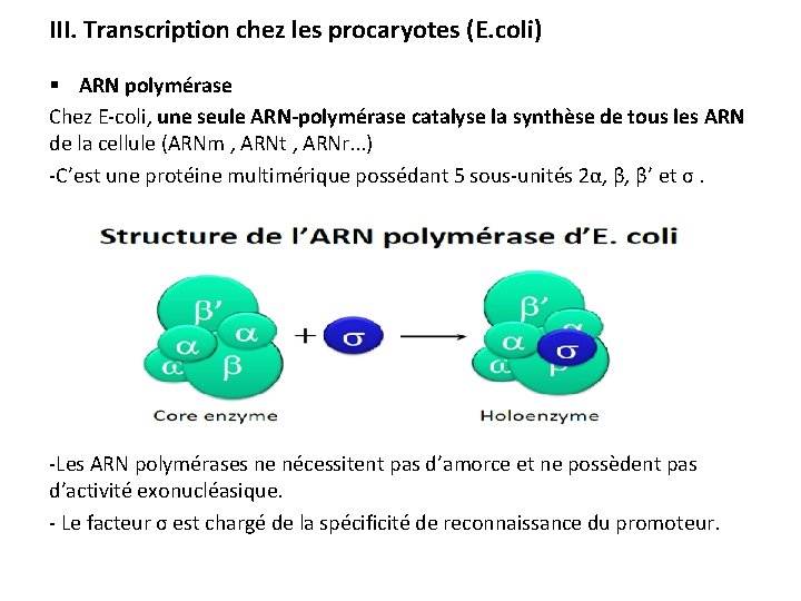 III. Transcription chez les procaryotes (E. coli) § ARN polymérase Chez E-coli, une seule