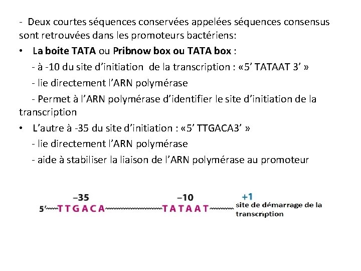 - Deux courtes séquences conservées appelées séquences consensus sont retrouvées dans les promoteurs bactériens: