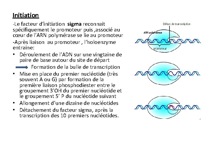 Initiation -Le facteur d‘initiation sigma reconnait spécifiquement le promoteur puis , associé au cœur