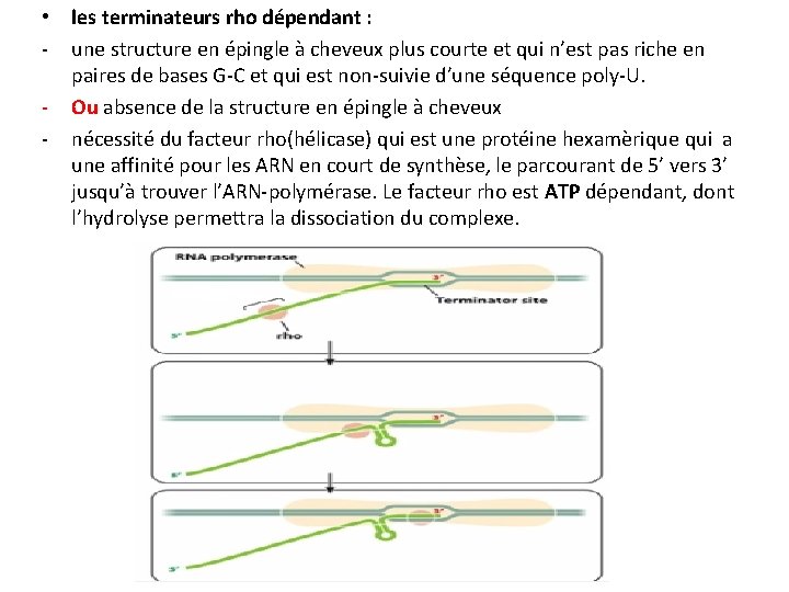  • les terminateurs rho dépendant : - une structure en épingle à cheveux