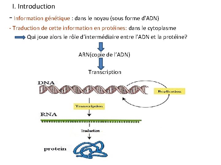 I. Introduction - Information génétique : dans le noyau (sous forme d'ADN) - Traduction