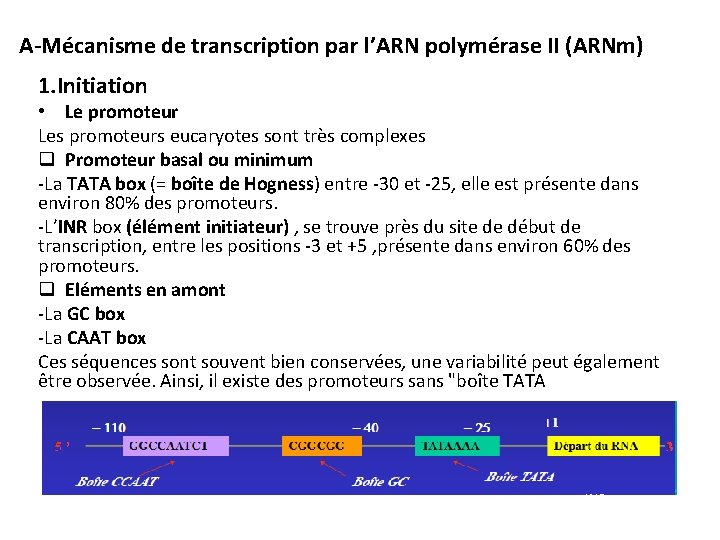 A-Mécanisme de transcription par l’ARN polymérase II (ARNm) 1. Initiation • Le promoteur Les