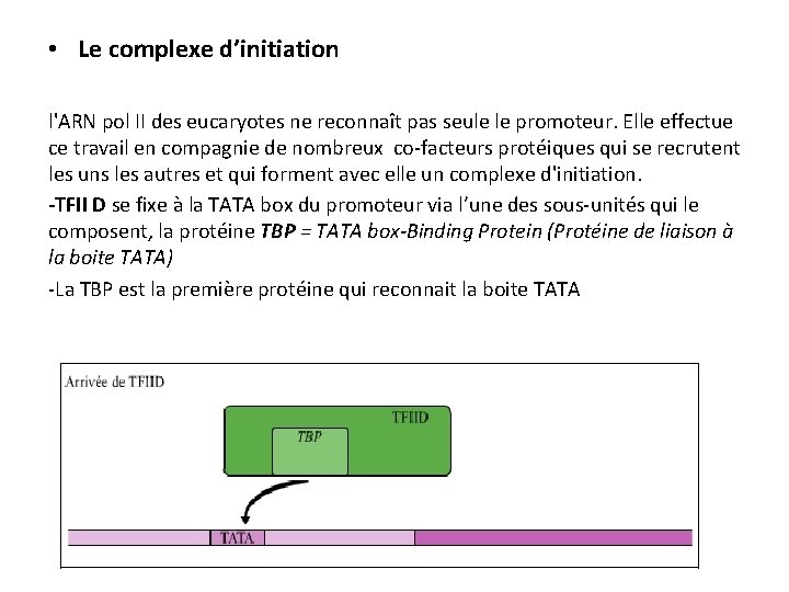  • Le complexe d’initiation l'ARN pol II des eucaryotes ne reconnaît pas seule