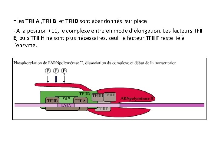 -Les TFII A , TFII B et TFIID sont abandonnés sur place - A