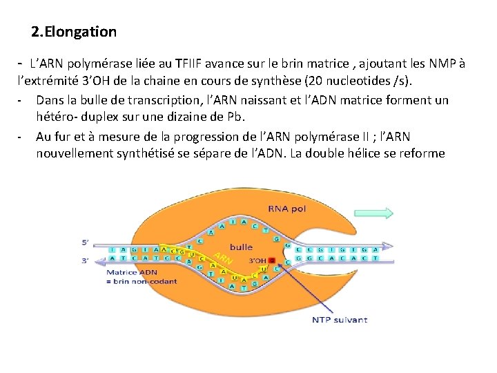 2. Elongation - L’ARN polymérase liée au TFIIF avance sur le brin matrice ,