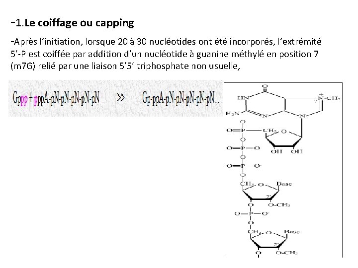 -1. Le coiffage ou capping -Après l’initiation, lorsque 20 à 30 nucléotides ont été