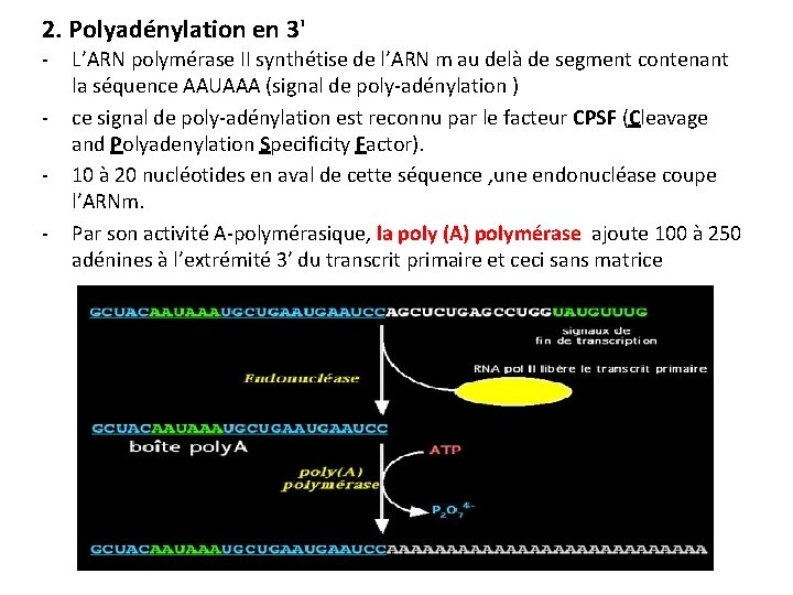 2. Polyadénylation en 3' - L’ARN polymérase II synthétise de l’ARN m au delà