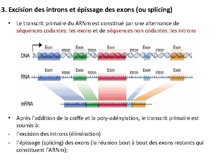 3. Excision des introns et épissage des exons (ou splicing) • Le transcrit primaire