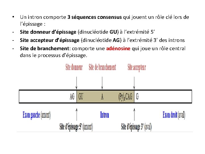  • Un intron comporte 3 séquences consensus qui jouent un rôle clé lors