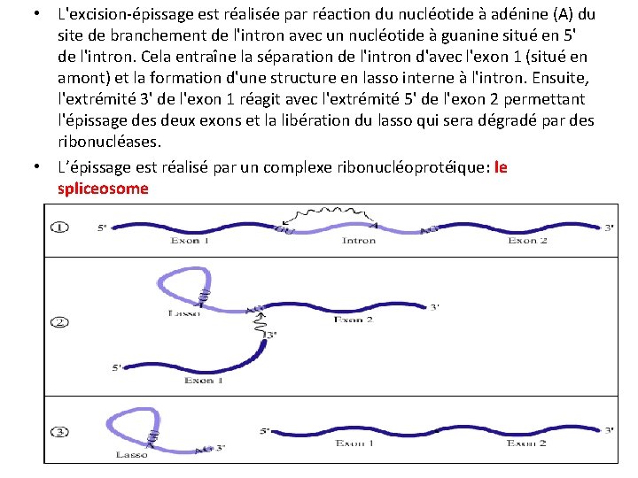  • L'excision-épissage est réalisée par réaction du nucléotide à adénine (A) du site