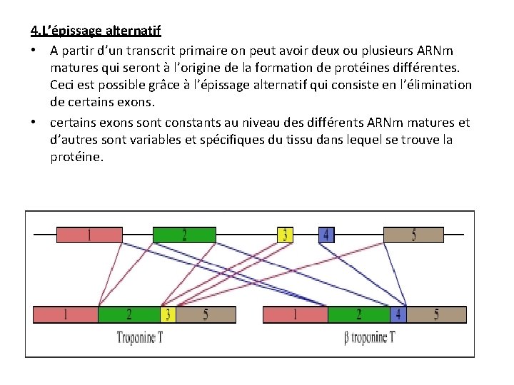 4. L’épissage alternatif • A partir d’un transcrit primaire on peut avoir deux ou