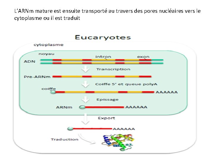 L’ARNm mature est ensuite transporté au travers des pores nucléaires vers le cytoplasme ou