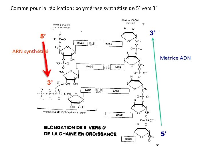 Comme pour la réplication: polymérase synthétise de 5’ vers 3’ 