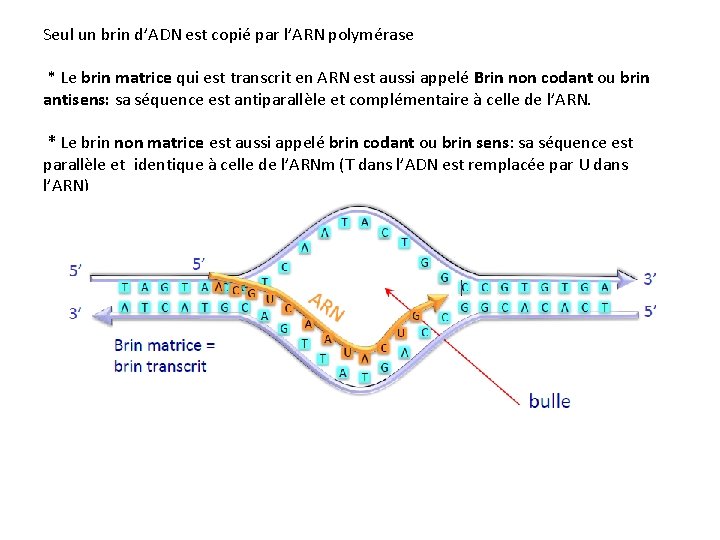 Seul un brin d’ADN est copié par l’ARN polymérase * Le brin matrice qui