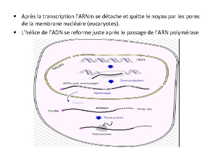 § Après la transcription l'ARNm se détache et quitte le noyau par les pores