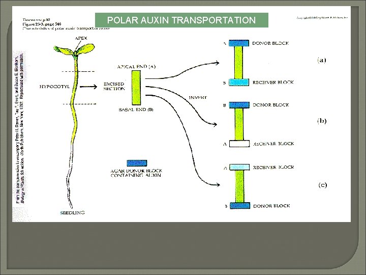 POLAR AUXIN TRANSPORTATION 