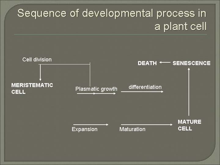Sequence of developmental process in a plant cell Cell division MERISTEMATIC CELL DEATH Plasmatic