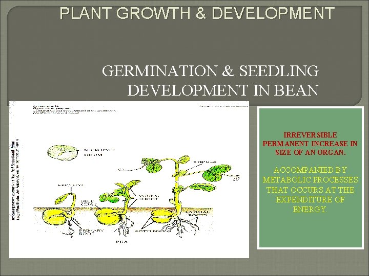 PLANT GROWTH & DEVELOPMENT GERMINATION & SEEDLING DEVELOPMENT IN BEAN IRREVERSIBLE PERMANENT INCREASE IN