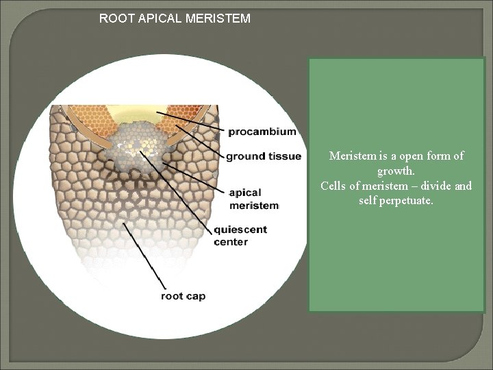 ROOT APICAL MERISTEM Meristem is a open form of growth. Cells of meristem –