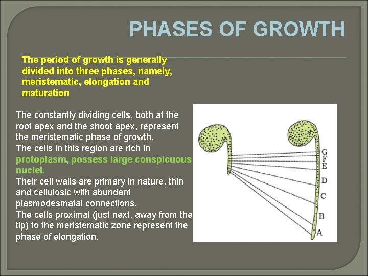 PHASES OF GROWTH The period of growth is generally divided into three phases, namely,