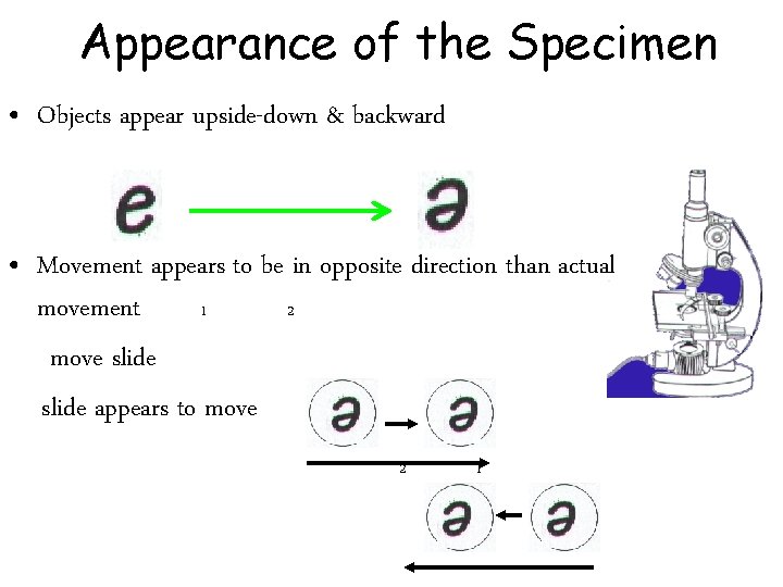 Appearance of the Specimen • Objects appear upside-down & backward • Movement appears to