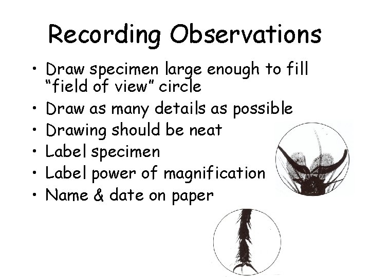 Recording Observations • Draw specimen large enough to fill “field of view” circle •