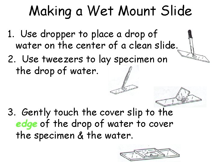 Making a Wet Mount Slide 1. Use dropper to place a drop of water