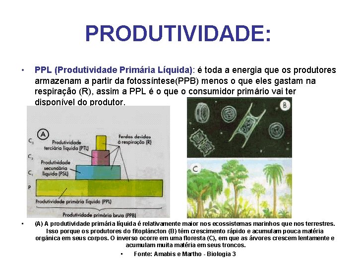 PRODUTIVIDADE: • PPL (Produtividade Primária Líquida): é toda a energia que os produtores armazenam