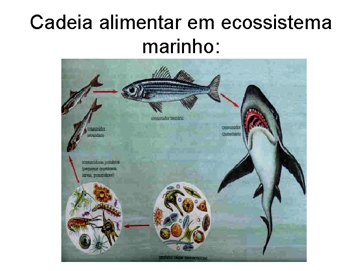 Cadeia alimentar em ecossistema marinho: 