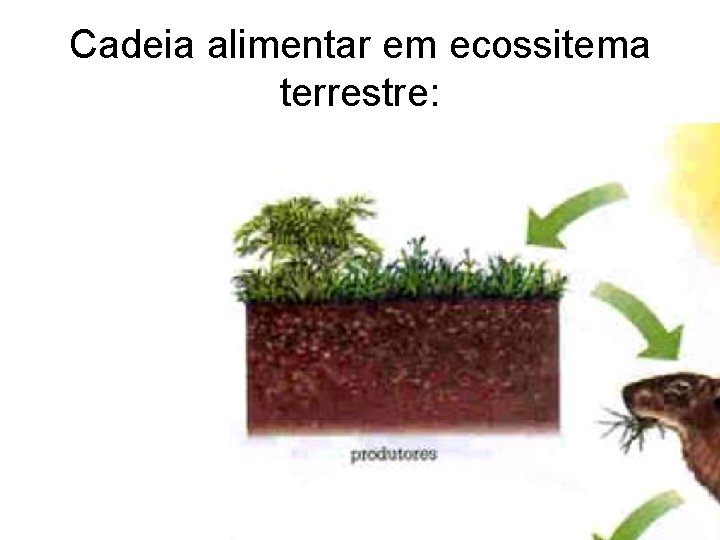 Cadeia alimentar em ecossitema terrestre: 