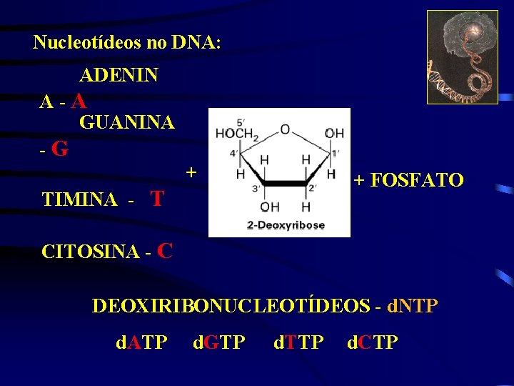 Nucleotídeos no DNA: ADENIN A-A GUANINA -G + + FOSFATO TIMINA - T CITOSINA