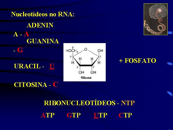 Nucleotídeos no RNA: ADENIN A-A GUANINA -G + FOSFATO URACIL - U CITOSINA -