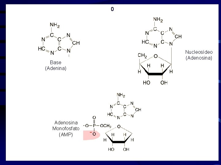 0 Base (Adenina) Adenosina Monofosfato (AMP) Nucleosídeo (Adenosina) 