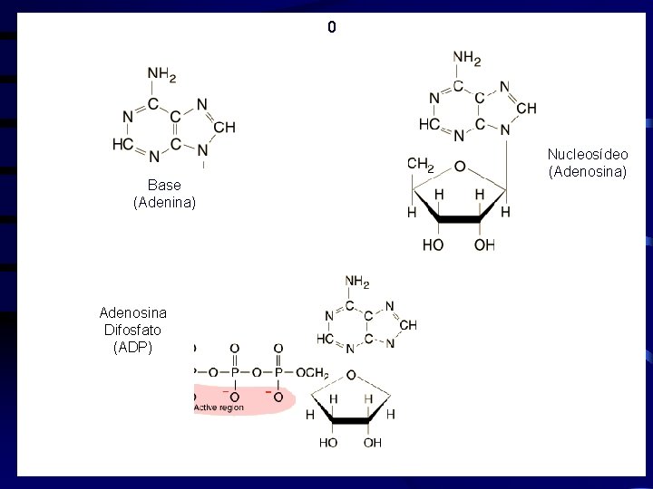 0 Base (Adenina) Adenosina Difosfato (ADP) Nucleosídeo (Adenosina) 