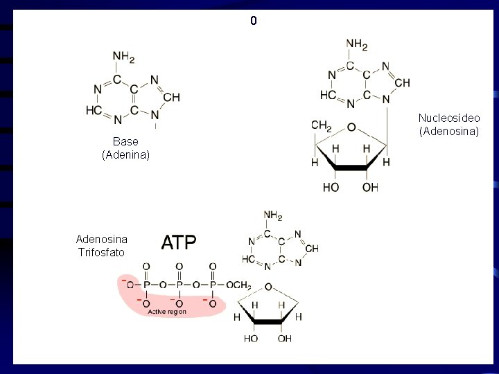 0 Base (Adenina) Adenosina Trifosfato Nucleosídeo (Adenosina) 
