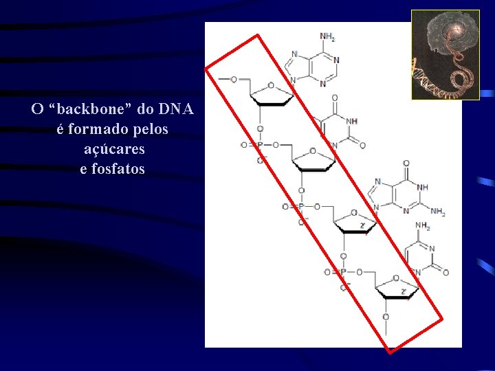 O “backbone” do DNA é formado pelos açúcares e fosfatos 