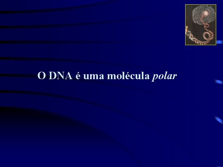 O DNA é uma molécula polar 
