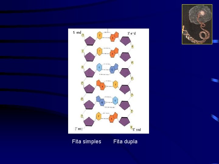 Fita simples Fita dupla 