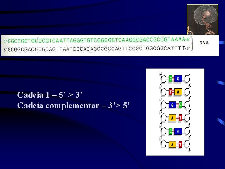 Cadeia 1 – 5’ > 3’ Cadeia complementar – 3’> 5’ 