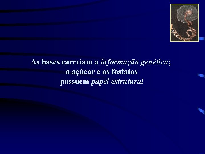 As bases carreiam a informação genética; o açúcar e os fosfatos possuem papel estrutural