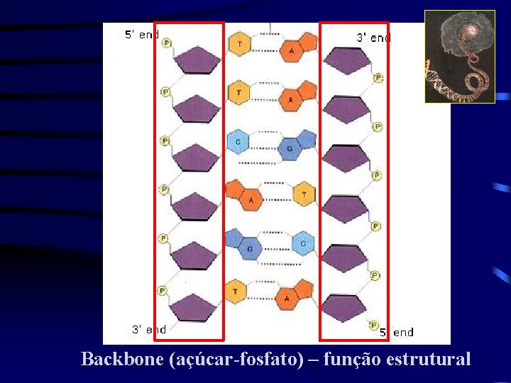 Backbone (açúcar-fosfato) – função estrutural 