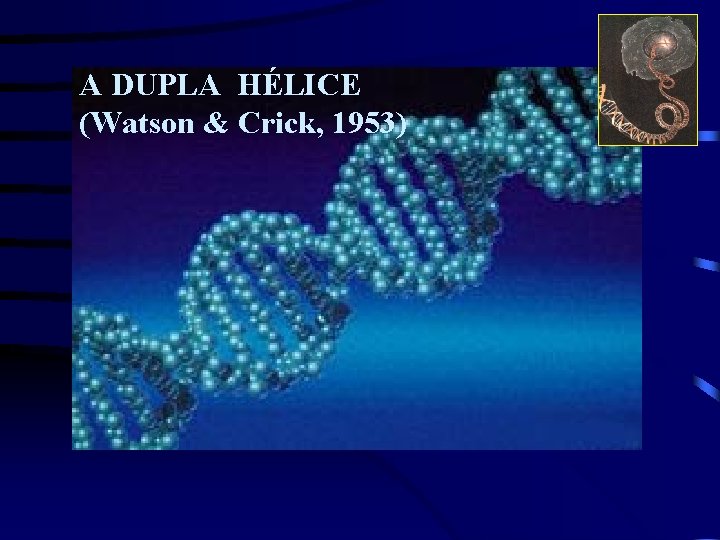 A DUPLA HÉLICE (Watson & Crick, 1953) 