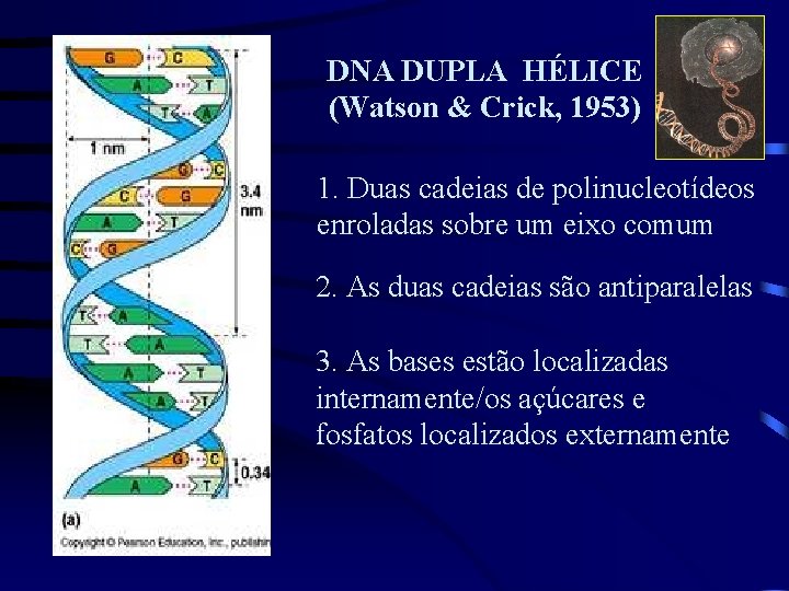 DNA DUPLA HÉLICE (Watson & Crick, 1953) 1. Duas cadeias de polinucleotídeos enroladas sobre
