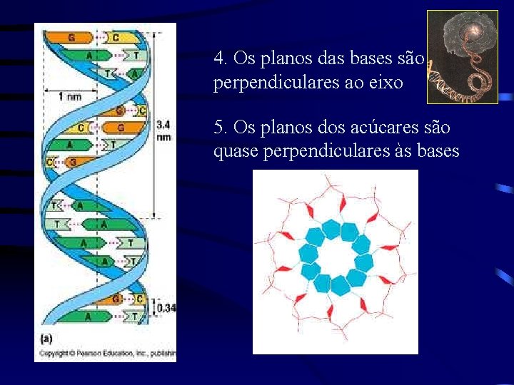 4. Os planos das bases são perpendiculares ao eixo 5. Os planos dos acúcares