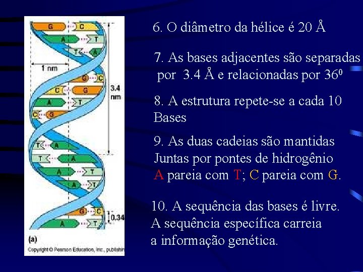 6. O diâmetro da hélice é 20 Å 7. As bases adjacentes são separadas