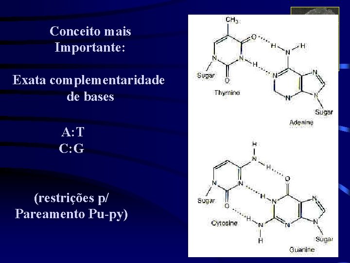 Conceito mais Importante: Exata complementaridade de bases A: T C: G (restrições p/ Pareamento